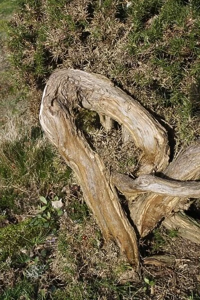 Common Gorse (Ulex europaeus) twisted trunk, growing on lowland heathland reserve, Wortham Ling, Suffolk, England
