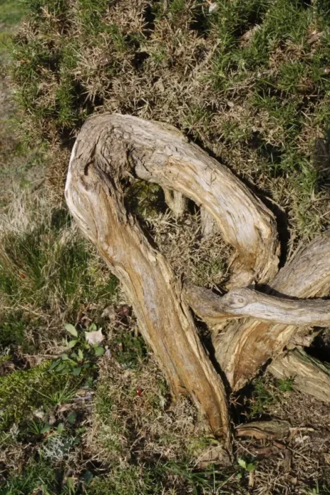Framed Print : Common Gorse (Ulex europaeus) twisted trunk, growing on lowland heathland reserve, Wortham Ling, Suffolk, England Framed Print : Common Gorse (Ulex europaeus) twisted trunk, growing on lowland heathland reserve, Wortham Ling, Suffolk, England