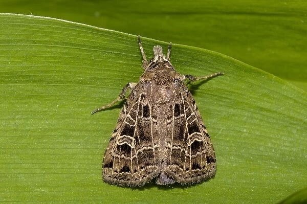 Common Gothic (Naenia typica) adult, freshly emerged, clinging to leaf in garden, Thirsk, North Yorkshire, England