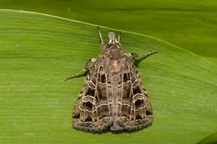 Framed Print : Common Gothic (Naenia typica) adult, freshly emerged, clinging to leaf in garden, Thirsk, North Yorkshire, England Framed Print : Common Gothic (Naenia typica) adult, freshly emerged, clinging to leaf in garden, Thirsk, North Yorkshire, England