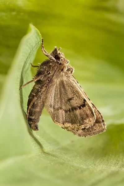 Common Gothic (Naenia typica) adult, freshly emerged and pumping wings up, clinging to leaf in garden, Thirsk