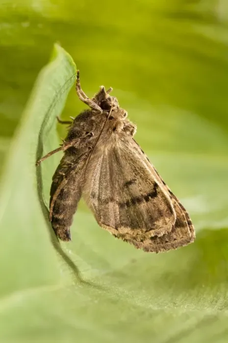Framed Print : Common Gothic (Naenia typica) adult, freshly emerged and pumping wings up, clinging to leaf in garden, Thirsk Framed Print : Common Gothic (Naenia typica) adult, freshly emerged and pumping wings up, clinging to leaf in garden, Thirsk