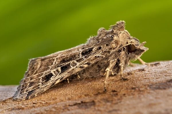 Common Gothic (Naenia typica) adult, freshly emerged, clinging to twig in garden, Thirsk, North Yorkshire, England
