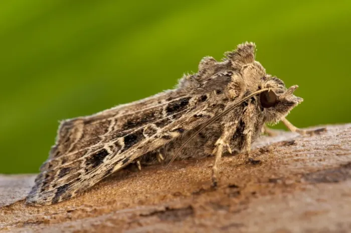 Framed Print : Common Gothic (Naenia typica) adult, freshly emerged, clinging to twig in garden, Thirsk, North Yorkshire, England Framed Print : Common Gothic (Naenia typica) adult, freshly emerged, clinging to twig in garden, Thirsk, North Yorkshire, England