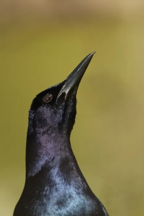 Framed Print : Common Grackle (Quiscalus quiscula) adult male, close-up of head, displaying to attract female, Orlando, Florida Framed Print : Common Grackle (Quiscalus quiscula) adult male, close-up of head, displaying to attract female, Orlando, Florida