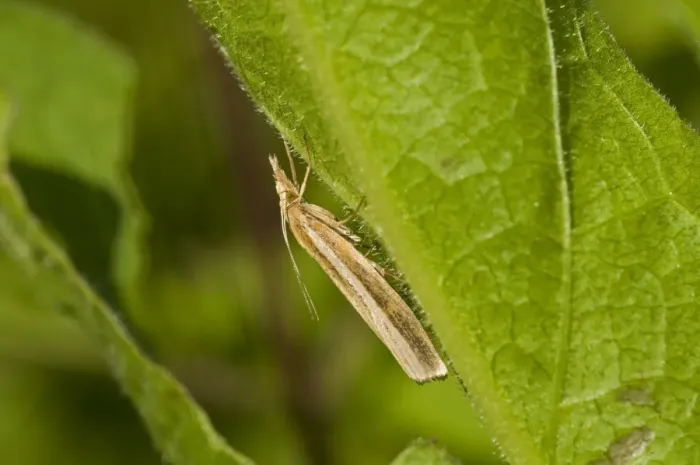 Framed Print : Common Grass-veneer (Agriphila tristella) adult, resting on underside of leaf in meadow, near Downe, Kent, England Framed Print : Common Grass-veneer (Agriphila tristella) adult, resting on underside of leaf in meadow, near Downe, Kent, England