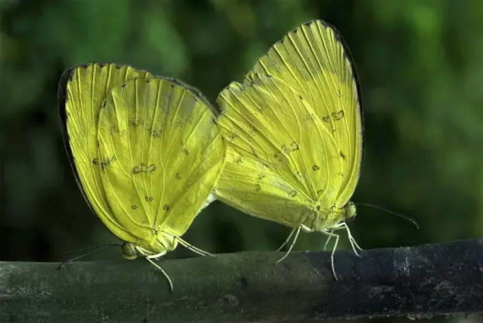 Framed Print : Common Grass Yellow (Eurema hecabe simulata) adult pair, mating, Trivandrum, Kerala, India Framed Print : Common Grass Yellow (Eurema hecabe simulata) adult pair, mating, Trivandrum, Kerala, India