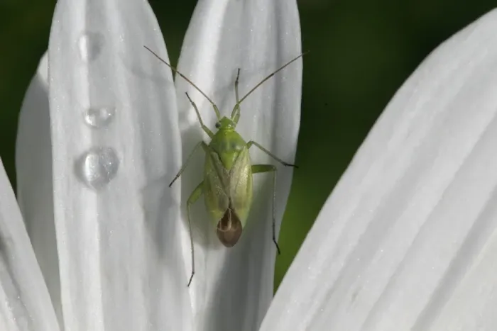 Framed Print : Common Green Capsid Bug (Lygocoris pabulinus) adult, resting on marguerite petal with raindrops after rain in garden, England, june Framed Print : Common Green Capsid Bug (Lygocoris pabulinus) adult, resting on marguerite petal with raindrops after rain in garden, England, june