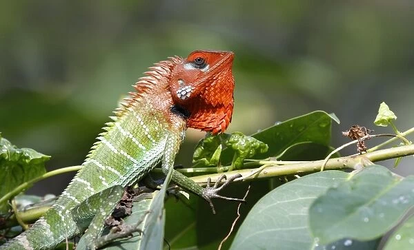 Common Green Forest Lizard (Calotes calotes) adult male, showing display colour at approach of rival male, Sri Lanka