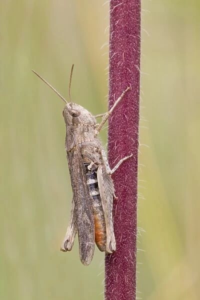 Common Green Grasshopper (Omocestus viridulus) adult, resting on stem, Berwickshire, Scottish Borders, Scotland, August