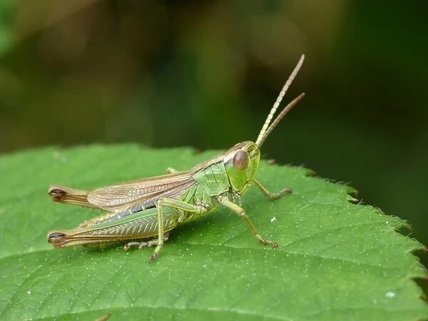 Common Green Grasshopper (Omocestus viridulus) adult, resting on Bramble (Rubus fruticosus) leaf, Leicestershire
