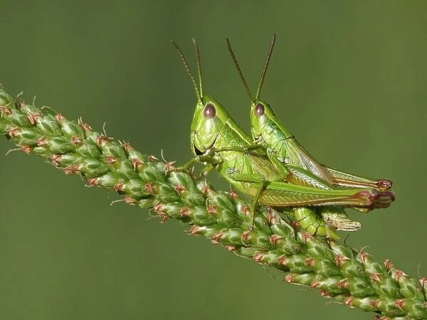 Common Green Grasshopper (Omocestus viridulus) adult pair, mating on Greater Plantain (Plantago major)