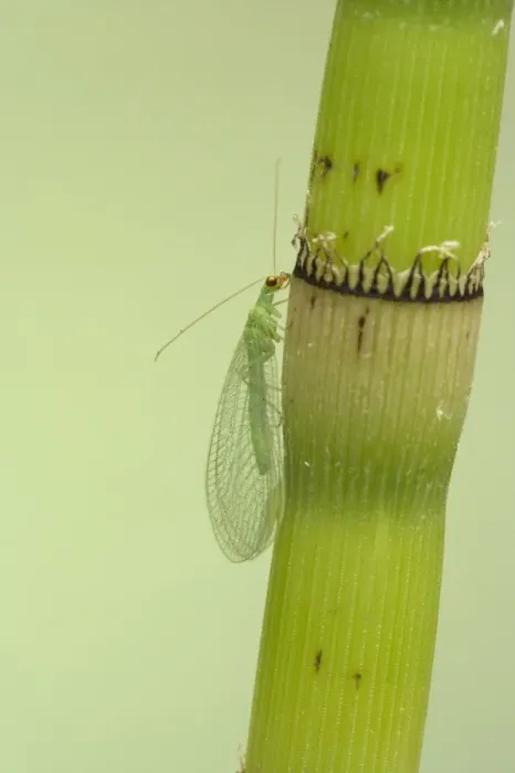 Framed Print : Common Green Lacewing (Chrysoperla carnea) adult, resting on horsetail stem, Essex, England