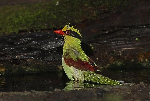 Common Green Magpie (Cissa chinensis chinensis) adult, bathing in forest pool, Kaeng Krachan N. P. Thailand, november