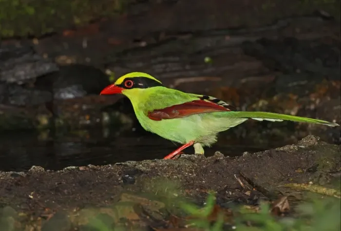 Framed Print : Common Green Magpie (Cissa chinensis chinensis) adult, standing at forest pool, Kaeng Krachan N. P. Thailand, november Framed Print : Common Green Magpie (Cissa chinensis chinensis) adult, standing at forest pool, Kaeng Krachan N. P. Thailand, november