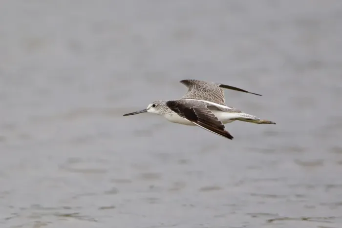 Framed Print : Common Greenshank (Tringa nebularia) adult, in flight over water, Minsmere RSPB Reserve, Suffolk, England, september Framed Print : Common Greenshank (Tringa nebularia) adult, in flight over water, Minsmere RSPB Reserve, Suffolk, England, september
