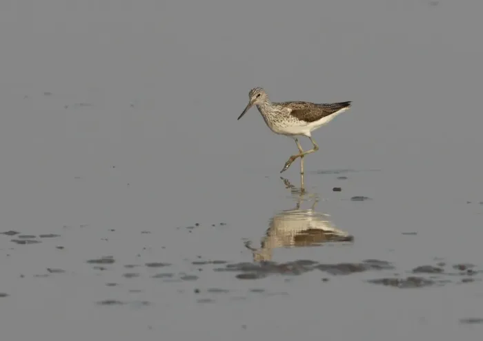 Framed Print : Common Greenshank (Tringa nebularia) adult, wading in shallow water on mudflats, Hebei, China, may