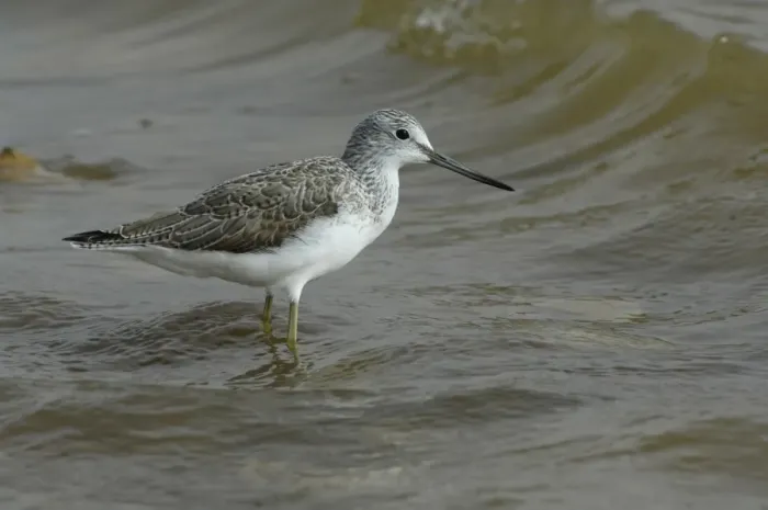 Framed Print : Common Greenshank (Tringa nebularia) adult, winter plumage, standing in sea, Fuerteventura, Canary Islands, march Framed Print : Common Greenshank (Tringa nebularia) adult, winter plumage, standing in sea, Fuerteventura, Canary Islands, march