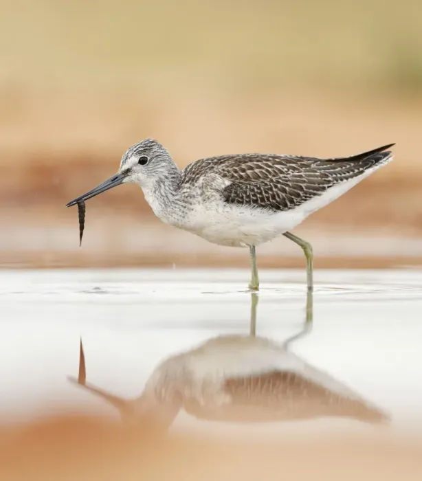 Framed Print : Common Greenshank (Tringa nebularia) adult, feeding on Chironomid Midge (Chironomidae sp. ) larva in water, Belchite Plains, Aragon, Spain, september Framed Print : Common Greenshank (Tringa nebularia) adult, feeding on Chironomid Midge (Chironomidae sp. ) larva in water, Belchite Plains, Aragon, Spain, september