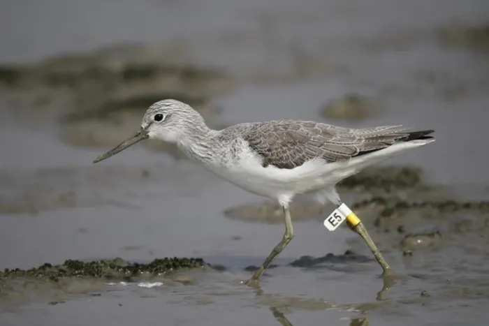 Framed Print : Common Greenshank (Tringa nebularia) adult, with leg flags, walking in shallow water on mudflat, Deep Bay, Hong Kong, China, january