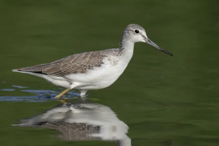 Framed Print : Common Greenshank (Tringa nebularia) adult, non-breeding plumage, walking in water, Hong Kong, China, September Framed Print : Common Greenshank (Tringa nebularia) adult, non-breeding plumage, walking in water, Hong Kong, China, September