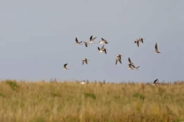 Framed Print : Common Greenshank (Tringa nebularia) flock, in flight over coastal wetland, Norfolk, England, September