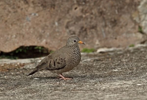 Common Ground-dove (Columbina passerina jamaicensis) adult female, standing on concrete slope, Marshalls Pen, Jamaica