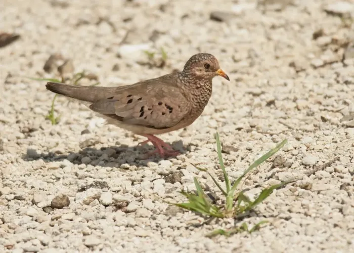 Framed Print : Common Ground-dove (Columbina passerina) adult, walking across stony ground, Curacao, Lesser Antilles, Caribbean Framed Print : Common Ground-dove (Columbina passerina) adult, walking across stony ground, Curacao, Lesser Antilles, Caribbean