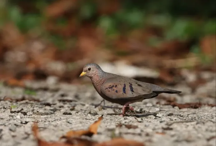 Framed Print : Common Ground-dove (Columbina passerina jamaicensis) adult male, walking on road, Port Antonio, Jamaica, march Framed Print : Common Ground-dove (Columbina passerina jamaicensis) adult male, walking on road, Port Antonio, Jamaica, march