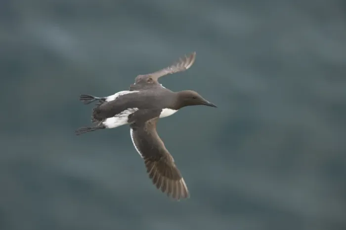 Framed Print : Common Guillemot (Uria aalge) adult, in flight over sea, Fowlsheugh RSPB Reserve, Kincardineshire, Grampian, Scotland Framed Print : Common Guillemot (Uria aalge) adult, in flight over sea, Fowlsheugh RSPB Reserve, Kincardineshire, Grampian, Scotland