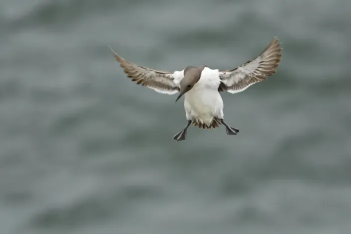 Framed Print : Common Guillemot (Uria aalge) adult, in flight, landing on cliff, Fowlsheugh RSPB Reserve, Kincardineshire, Grampian, Scotland