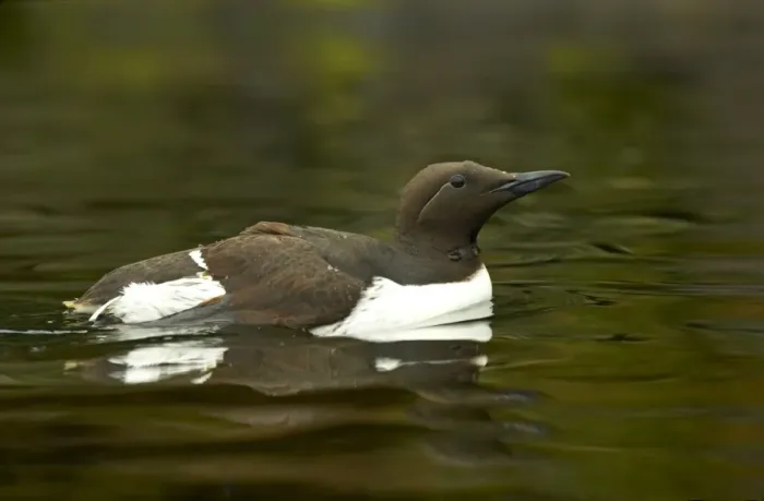 Framed Print : Common Guillemot (Uria aalge) adult, swimming, Oregon, U. S. A Framed Print : Common Guillemot (Uria aalge) adult, swimming, Oregon, U. S. A