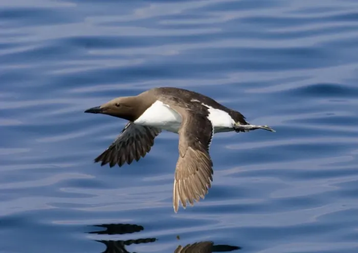 Framed Print : Common Guillemot (Uria aalge) adult, in flight over sea, Inner Farne, Farne Islands, Northumberland, England, summer Framed Print : Common Guillemot (Uria aalge) adult, in flight over sea, Inner Farne, Farne Islands, Northumberland, England, summer