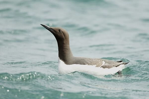Common Guillemot (Uria aalge) adult, summer plumage, swimming on sea in bright sunshine, Pembrokeshire, Wales, May