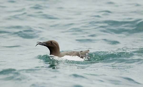 Common Guillemot (Uria aalge) adult, summer plumage, with freshly caught fish in beak, swimming on sea, Pembrokeshire