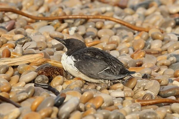 Common Guillemot (Uria aalge) adult, summer plumage, washed ashore after contamination from polyisobutene oil additive