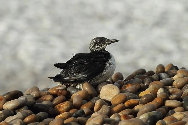 Common Guillemot (Uria aalge) adult, winter plumage, washed ashore after contamination from polyisobutene oil additive