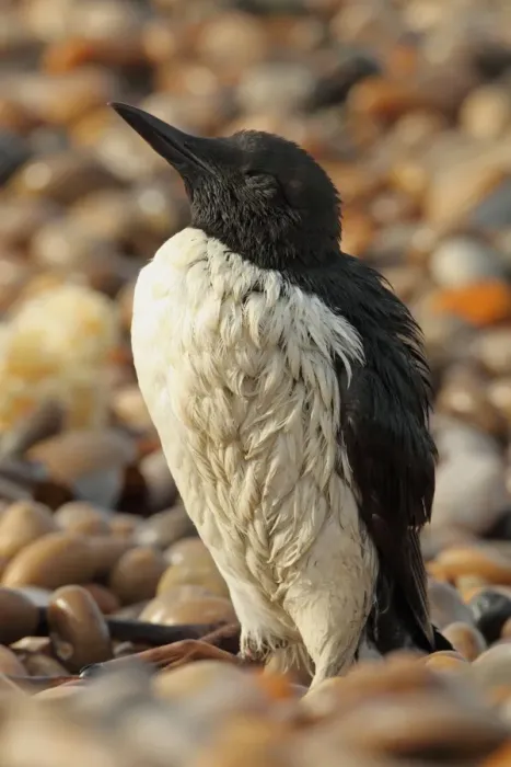 Framed Print : Common Guillemot (Uria aalge) adult, summer plumage, washed ashore after contamination from polyisobutene oil additive Framed Print : Common Guillemot (Uria aalge) adult, summer plumage, washed ashore after contamination from polyisobutene oil additive