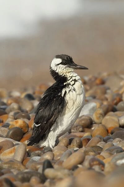 Common Guillemot (Uria aalge) adult, winter plumage, washed ashore after contamination from polyisobutene oil additive