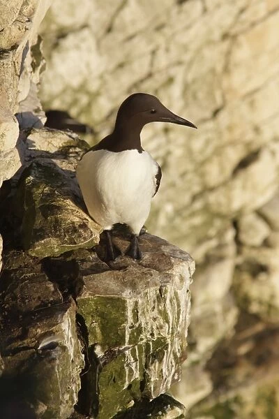 Common Guillemot (Uria aalge) adult, standing on chalk cliff ledge in early morning sunlight