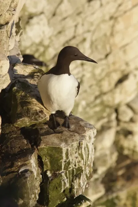 Framed Print : Common Guillemot (Uria aalge) adult, standing on chalk cliff ledge in early morning sunlight