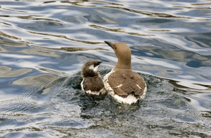 Framed Print : Common Guillemot (Uria aalge) adult with chick, swimming at sea, Farne Islands, Northumberland, England, july Framed Print : Common Guillemot (Uria aalge) adult with chick, swimming at sea, Farne Islands, Northumberland, England, july