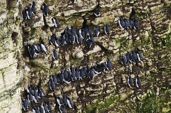 Common Guillemot (Uria aalge) adults, breeding plumage, flock roosting on cliff ledges, Bempton Cliffs RSPB Reserve