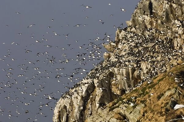 Common Guillemot (Uria aalge) adults, group in flight, returning to breeding cliffs, Hornoya Island, Varanger, Northern Norway, march