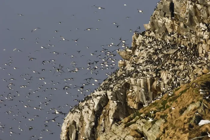 Framed Print : Common Guillemot (Uria aalge) adults, group in flight, returning to breeding cliffs, Hornoya Island, Varanger, Northern Norway, march
