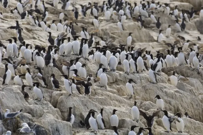 Framed Print : Common Guillemot (Uria aalge) adults, flock on clifftop breeding colony, Inner Farne, Farne Islands, Northumberland, England, spring