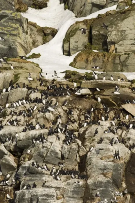 Framed Print : Common Guillemot (Uria aalge) adults, nesting colony on cliff ledges with snow, Hornoya Island, Varanger, Northern Norway, march Framed Print : Common Guillemot (Uria aalge) adults, nesting colony on cliff ledges with snow, Hornoya Island, Varanger, Northern Norway, march