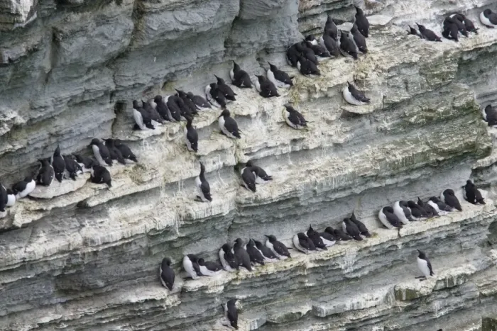 Framed Print : Common Guillemot (Uria aalge) adults, nesting colony on cliff face, Marwick Head RSPB Reserve, Mainland, Orkney, Scotland, june