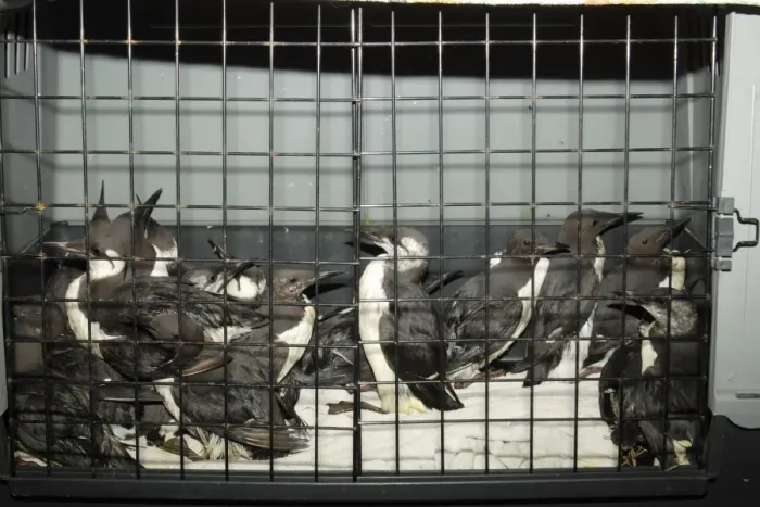 Framed Print : Common Guillemot (Uria aalge) adults, moulting from winter to summer plumage, group in cage after being rescued