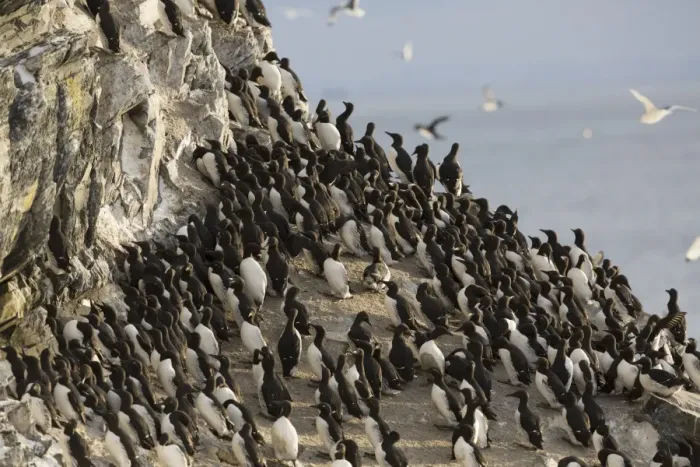 Framed Print : Common Guillemot (Uria aalge) adults, breeding plumage, at colony, early in year when they return to breed